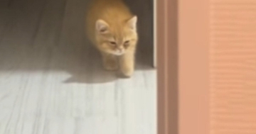 暗闇の中からゆっっくりと近づいてくる子猫…まるでスローモーションのような『可愛すぎる動き』が25万再生「想像以上ｗ」「ナマケモノ」