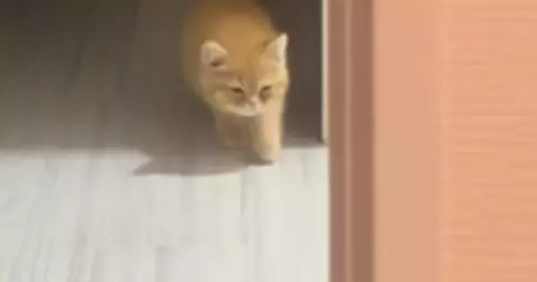 暗闇の中からゆっっくりと近づいてくる子猫…まるでスローモーションのような『可愛すぎる動き』が25万再生「想像以上ｗ」「ナマケモノ」