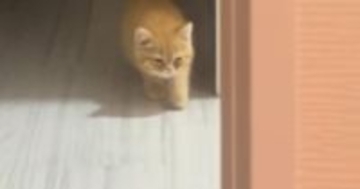暗闇の中からゆっっくりと近づいてくる子猫…まるでスローモーションのような『可愛すぎる動き』が25万再生「想像以上ｗ」「ナマケモノ」