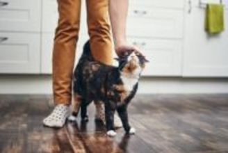 猫が飼い主の『愛情を確かめている』ときの行動5選　確認したがる理由や上手な応え方