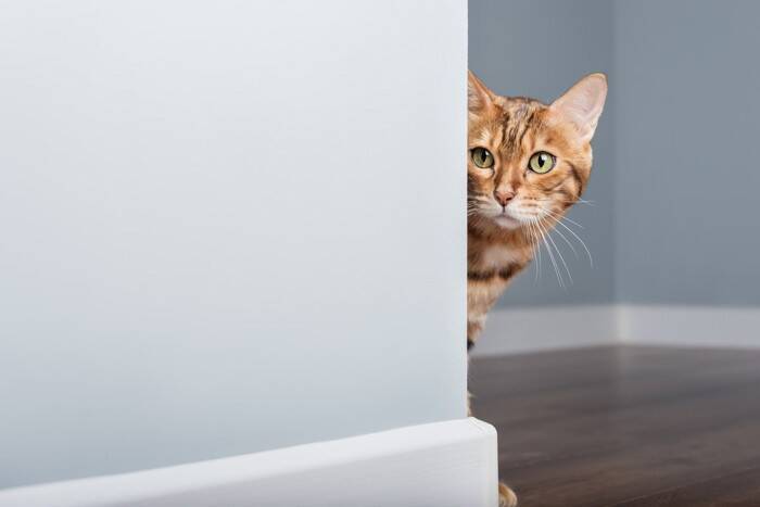猫が飼い主の『愛情を確かめている』ときの行動5選　確認したがる理由や上手な応え方