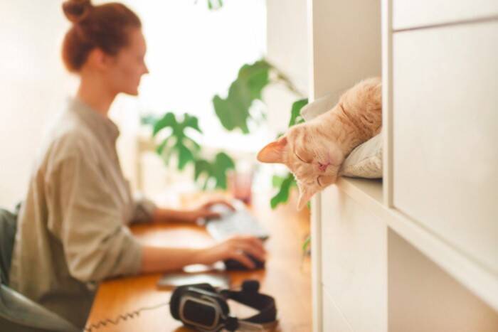 猫が飼い主の『愛情を確かめている』ときの行動5選　確認したがる理由や上手な応え方