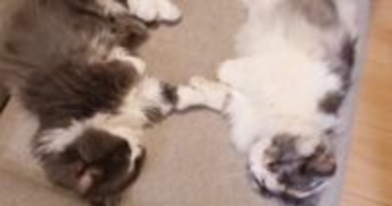 2匹の猫が『手を繋いでいる』と思ったら→『予想外の行動』をとり始めて…尊すぎる光景が32万再生「癒されるー」「最高にかわいいｗ」