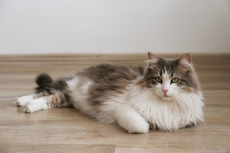 『体が大きく成長する』猫種5選　それぞれの特徴や飼い方のコツまで