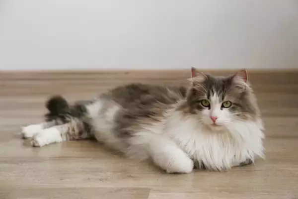 『体が大きく成長する』猫種5選　それぞれの特徴や飼い方のコツまで