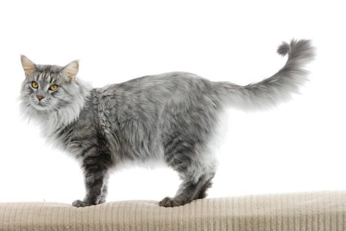 『体が大きく成長する』猫種5選　それぞれの特徴や飼い方のコツまで