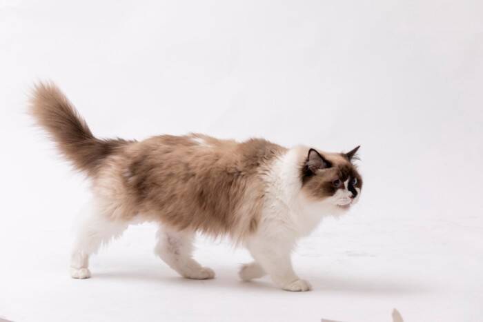 『体が大きく成長する』猫種5選　それぞれの特徴や飼い方のコツまで