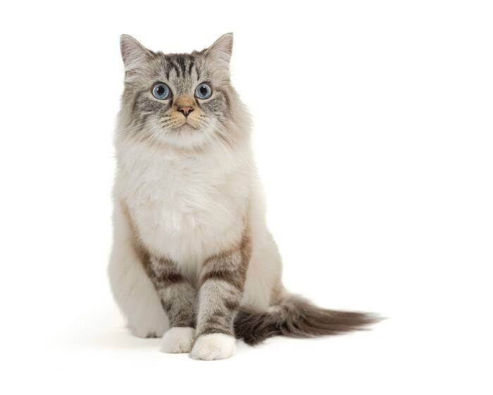 『体が大きく成長する』猫種5選　それぞれの特徴や飼い方のコツまで
