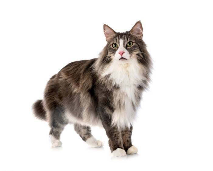 『体が大きく成長する』猫種5選　それぞれの特徴や飼い方のコツまで