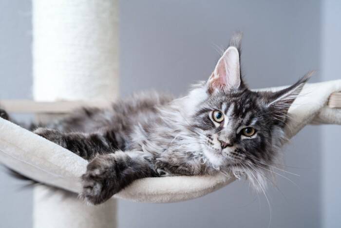 『体が大きく成長する』猫種5選　それぞれの特徴や飼い方のコツまで