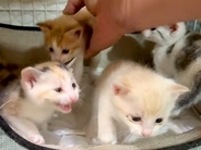 好奇心旺盛な４匹の子猫→ペットシーツを直そうと、ケージの扉を開けた瞬間…『コントのような光景』が話題「エンドレスかと」「無限ループｗ」
