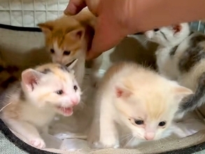 好奇心旺盛な４匹の子猫→ペットシーツを直そうと、ケージの扉を開けた瞬間…『コントのような光景』が話題「エンドレスかと」「無限ループｗ」
