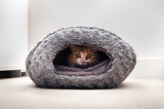 猫が『気に入っている場所』を掃除する方法5つ　頻度の目安や清潔を保つコツもご紹介