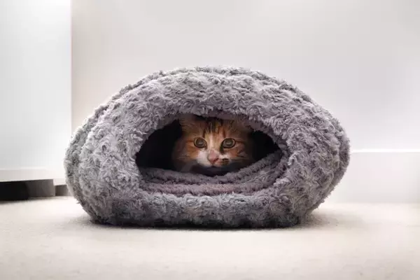 猫が『気に入っている場所』を掃除する方法5つ　頻度の目安や清潔を保つコツもご紹介