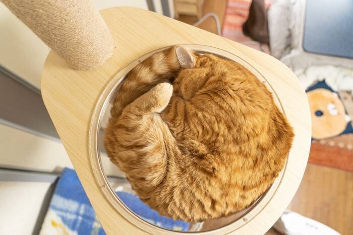 猫が『気に入っている場所』を掃除する方法5つ　頻度の目安や清潔を保つコツもご紹介