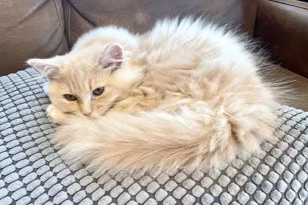 猫が体調不良のときにみせる『危険な寝姿』4つ　疑われる病気や適切な対処法も解説