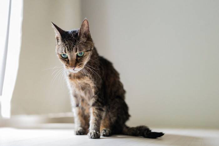 猫が体調不良のときにみせる『危険な寝姿』4つ　疑われる病気や適切な対処法も解説