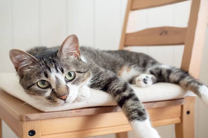 猫が『攻撃的な態度』になってしまう原因4つ　見逃せないサインや取るべき対処法まで