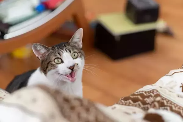 猫が『鳴きながら近くにくる』ときに考えられる理由5つ　要求のサインなの？上手な応え方まで解説