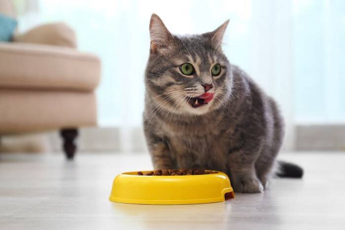 猫が『鳴きながら近くにくる』ときに考えられる理由5つ　要求のサインなの？上手な応え方まで解説