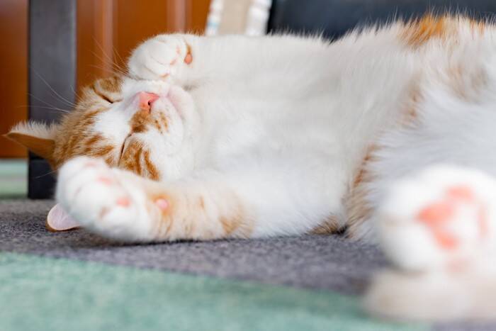 猫が『鳴きながら近くにくる』ときに考えられる理由5つ　要求のサインなの？上手な応え方まで解説