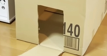 手作り段ボールハウスが完成→猫のことを呼んでみると…微笑ましい光景に癒される人が続出「スムーズすぎるｗ」「おもろ可愛いｗ」