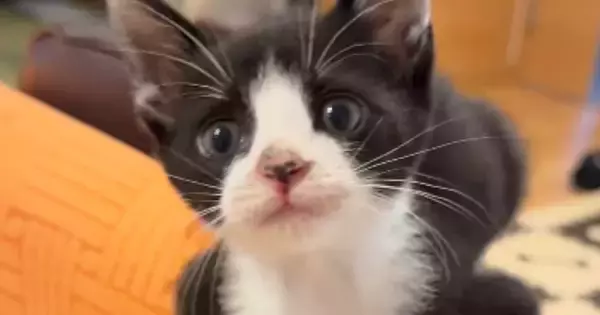 犬と一緒に暮らす子猫→先輩犬の影響か、口を開けた瞬間に出てきた『まさかの鳴き声』が77万再生「絶対ワンって言ってるｗ」「口の動きがｗ」