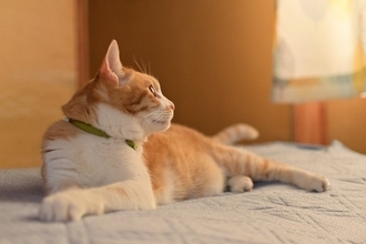 猫があなたの『近くで寝てくれない』理由5つ　離れて寝ようとする心理や距離を縮めるコツも