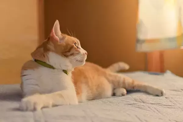 猫があなたの『近くで寝てくれない』理由5つ　離れて寝ようとする心理や距離を縮めるコツも