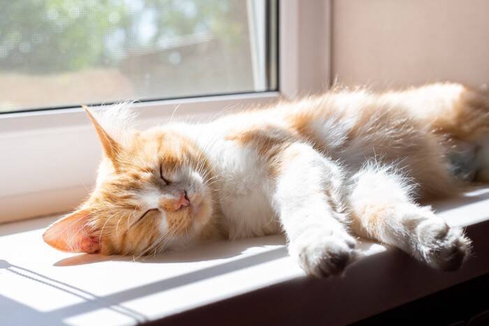 猫があなたの『近くで寝てくれない』理由5つ　離れて寝ようとする心理や距離を縮めるコツも