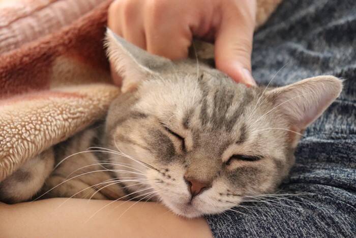 猫があなたの『近くで寝てくれない』理由5つ　離れて寝ようとする心理や距離を縮めるコツも