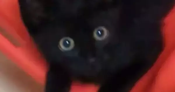 『1匹で何して遊んでるんだろう』→気になって『子猫の様子』を見に行った結果…予想外の『可愛すぎる行動』に1万いいね「お利口さん」