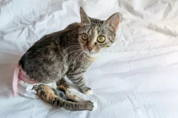 「麻痺があっても、幸せな猫生を与えたい！」愛猫に勇気をもらいながら、保護活動に情熱を注ぐ飼い主さん　米国