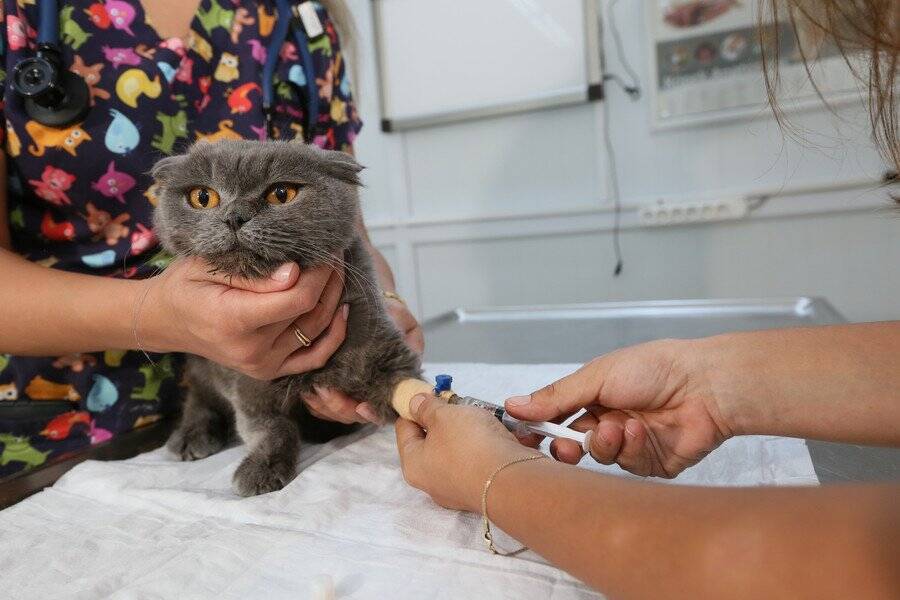 「麻痺があっても、幸せな猫生を与えたい！」愛猫に勇気をもらいながら、保護活動に情熱を注ぐ飼い主さん　米国