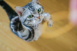猫にもそれぞれ『利き手』があるの？見極めるコツや性別による傾向まで