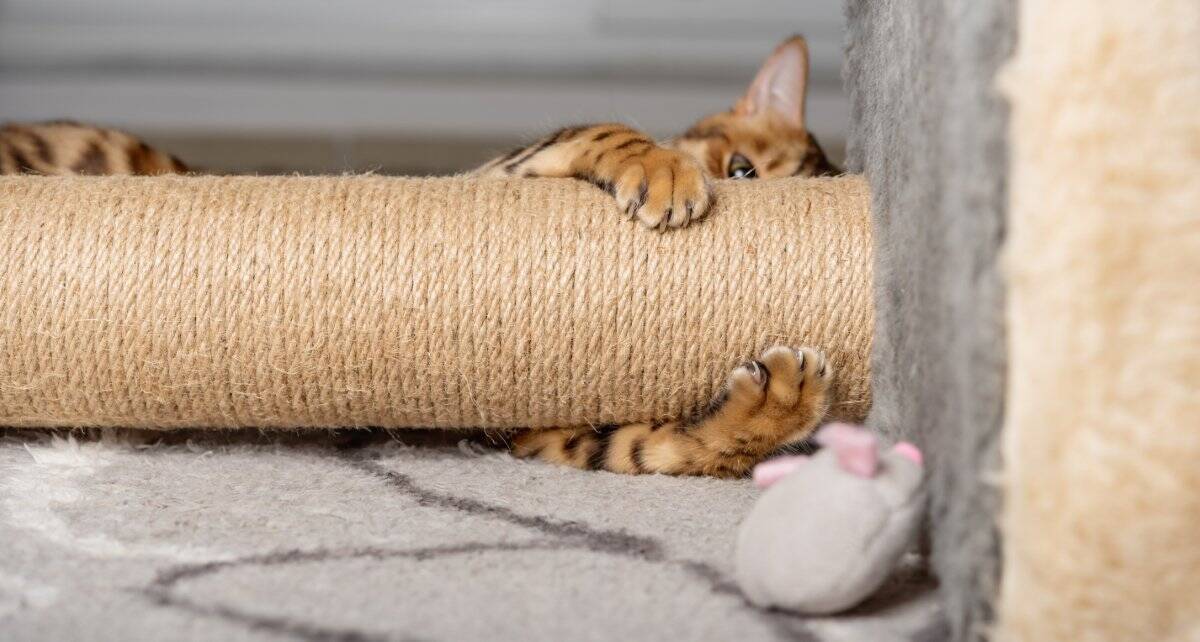 猫にもそれぞれ『利き手』があるの？見極めるコツや性別による傾向まで