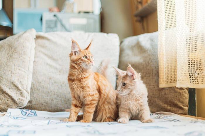 猫にもそれぞれ『利き手』があるの？見極めるコツや性別による傾向まで