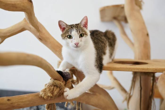 猫にもそれぞれ『利き手』があるの？見極めるコツや性別による傾向まで