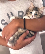 ←生後2ヶ月の小さかった子猫　6ヶ月後→信じられないほどに『大きく成長した姿』が凄すぎると178万表示「想像と違う！」「サイズ感にビックリ」