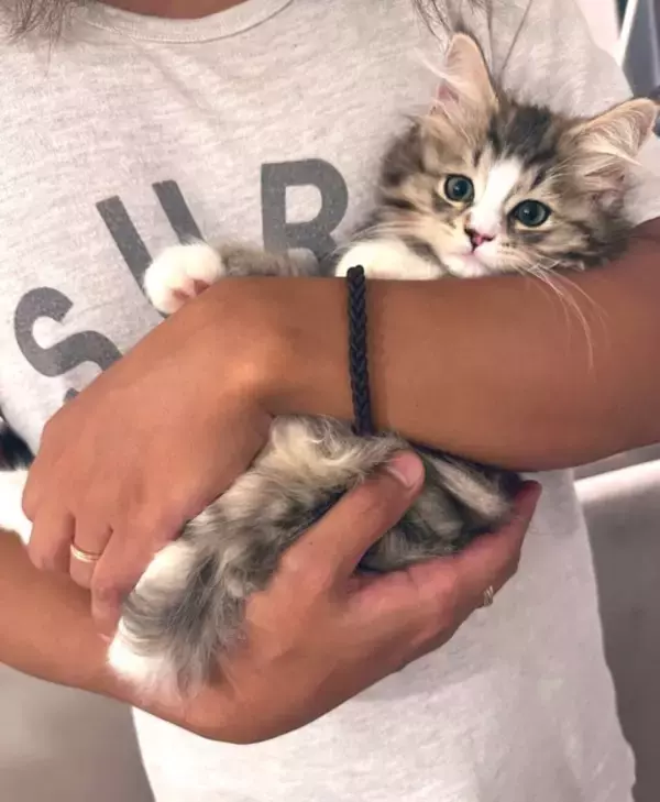 ←生後2ヶ月の小さかった子猫　6ヶ月後→信じられないほどに『大きく成長した姿』が凄すぎると178万表示「想像と違う！」「サイズ感にビックリ」