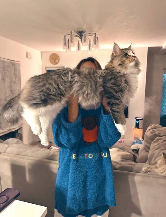 ←生後2ヶ月の小さかった子猫　6ヶ月後→信じられないほどに『大きく成長した姿』が凄すぎると178万表示「想像と違う！」「サイズ感にビックリ」