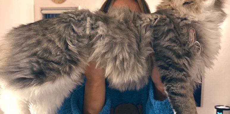 ←生後2ヶ月の小さかった子猫　6ヶ月後→信じられないほどに『大きく成長した姿』が凄すぎると178万表示「想像と違う！」「サイズ感にビックリ」