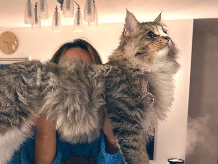 ←生後2ヶ月の小さかった子猫　6ヶ月後→信じられないほどに『大きく成長した姿』が凄すぎると178万表示「想像と違う！」「サイズ感にビックリ」