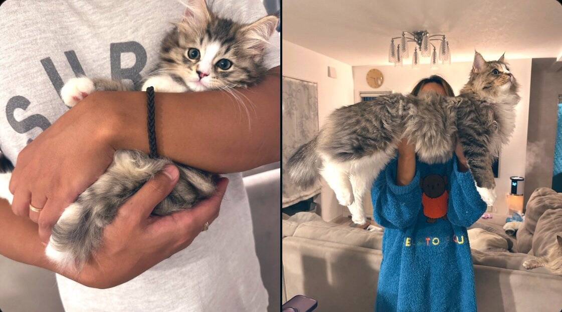 ←生後2ヶ月の小さかった子猫　6ヶ月後→信じられないほどに『大きく成長した姿』が凄すぎると178万表示「想像と違う！」「サイズ感にビックリ」