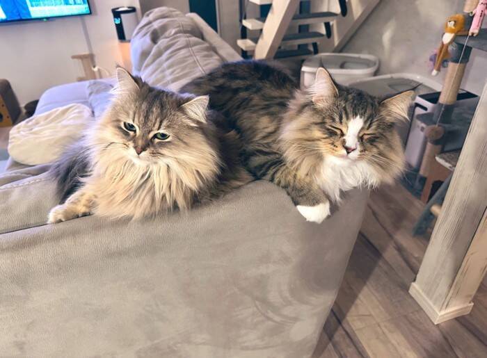 ←生後2ヶ月の小さかった子猫　6ヶ月後→信じられないほどに『大きく成長した姿』が凄すぎると178万表示「想像と違う！」「サイズ感にビックリ」