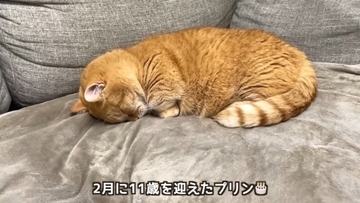 11歳になった猫を動物病院につれて行った結果…とんでもなく尊い『まさかの姿』が5万再生「長生きしてね」「病院は嫌だよねｗ」
