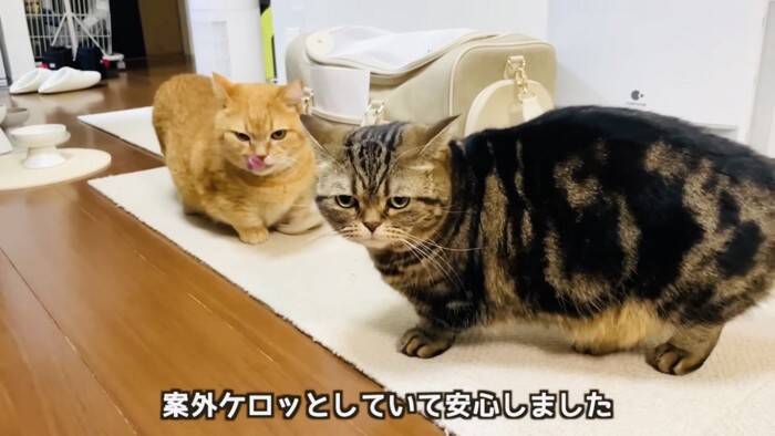 11歳になった猫を動物病院につれて行った結果…とんでもなく尊い『まさかの姿』が5万再生「長生きしてね」「病院は嫌だよねｗ」