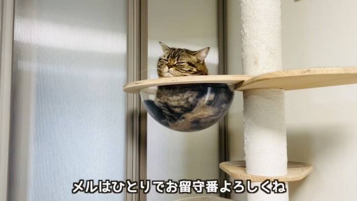 11歳になった猫を動物病院につれて行った結果…とんでもなく尊い『まさかの姿』が5万再生「長生きしてね」「病院は嫌だよねｗ」