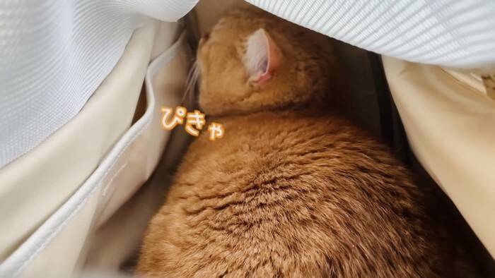 11歳になった猫を動物病院につれて行った結果…とんでもなく尊い『まさかの姿』が5万再生「長生きしてね」「病院は嫌だよねｗ」