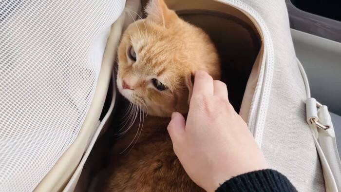 11歳になった猫を動物病院につれて行った結果…とんでもなく尊い『まさかの姿』が5万再生「長生きしてね」「病院は嫌だよねｗ」